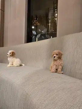 Maltipoo puppy 2bln