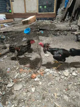 Jual ayam bangkok