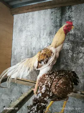 Jual ayam ekor Lidi x assel parrot