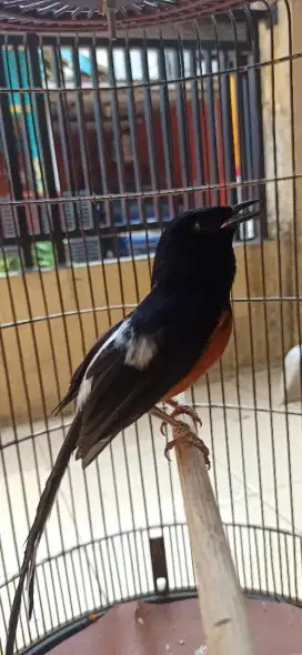 Murai Batu Medan Punggung Blorok Pipi tompelan