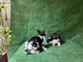 KELINCI HIAS JENIS REX / KELINCI REX
