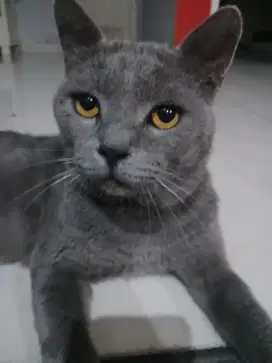 Dijual kucing British lokal