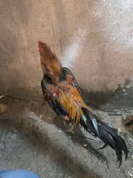 Jual ayam untuk pacek