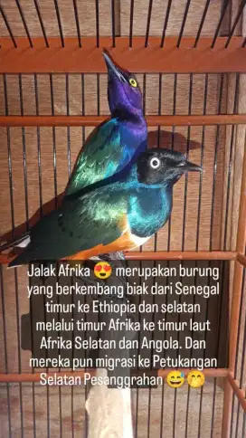 Jalak Afrika purple glossy starling