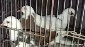 Burung merpati usia muda kelamin yg paham,,, Harga Nego sampe jd