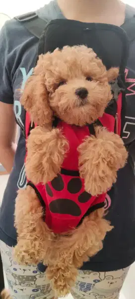 Toy poodle puppy tanpa Stambum