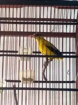 KEPODANG GI DORONG EKOR DAN DORONG SAYAP SEBELAH 750 FULSET