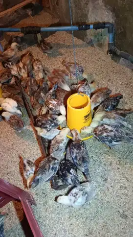 Ayam Kampung Asli Bibit Jumbo (AKA) +1bulanan