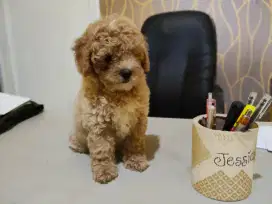Toy poodle puppies ber stambum