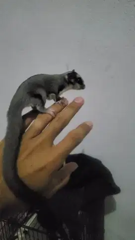 Sugar glider joey jantan