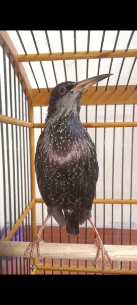 Jalak import eropa