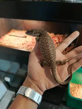 reptile berkaki 4