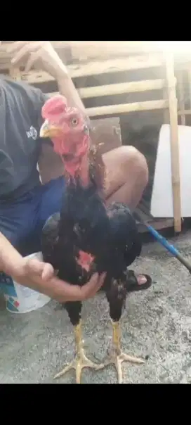 Ayam Bangkok mangon
