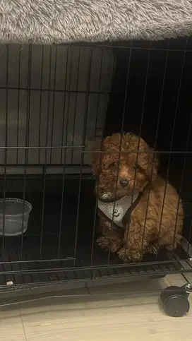 anjing toy poodle jantan