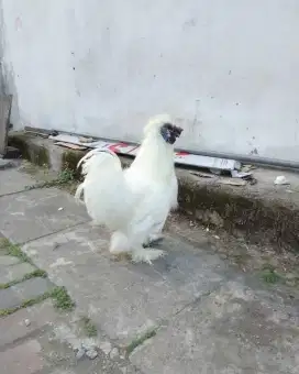 Ayam silky jantan bulu kapas