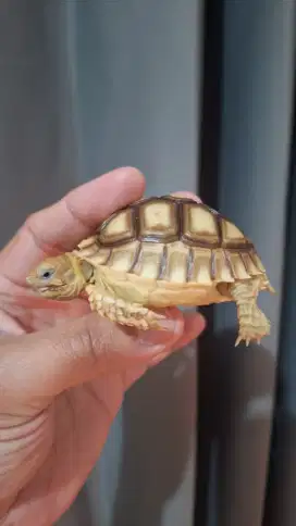 Sulcata high dome calon tiger