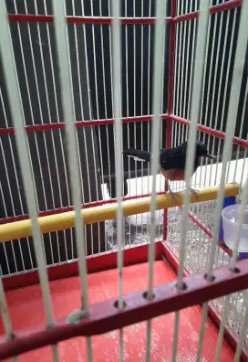 Dijual burung murai batu