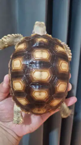 Sulcata Dotless Smoth High Dome