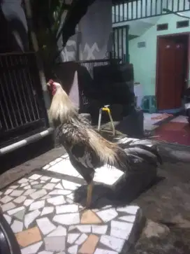 Ayam Bangkok jalak jali