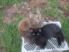 Anak kucing Ras Persia