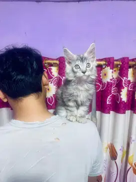 Kitten Mainecoon Maine Coon Parent Pedigree CFA