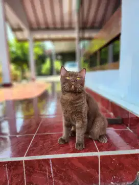 Bsh Choco proven British