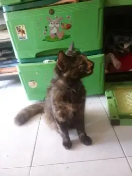 Persia Betina Manja Lucu