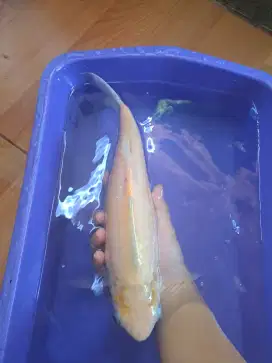 Ikan hias Patin albino jumbo