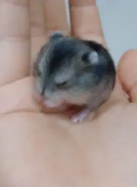 DIJUAL HAMSTER Anakan Betina