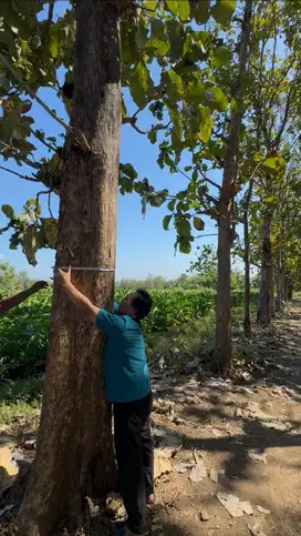 1.000 pohon kayu jati usia 30 tahun, banyak berukuran besar