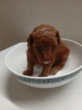 Red Toy Poodle Female