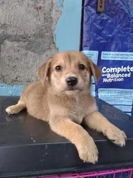 mix corgy jantan usia 2 bulan