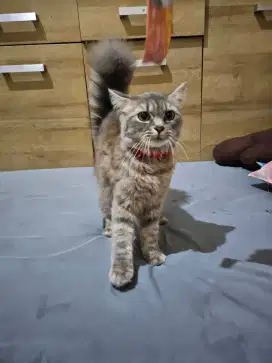 Kucing persia betina usia 7bln
