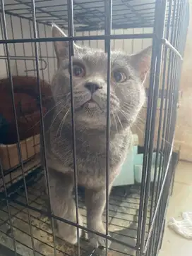 Kucing British Short Hair (BSH)