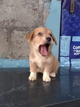 anjing lucu kaki pendek