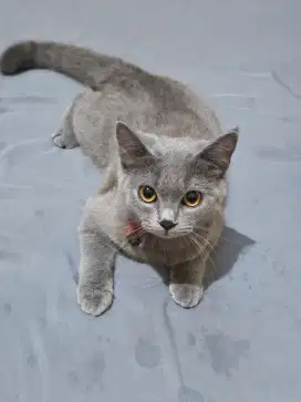 Kucing betina usia 7bln induk bsh mix persia