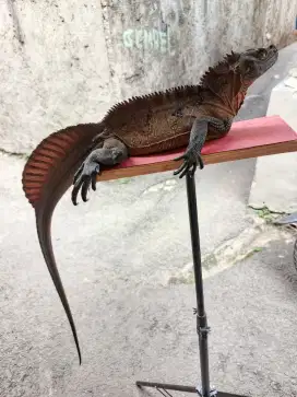 Reptile ber kaki 4