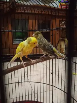 Kenari jantan kuning dan betina dewasa hijau bond