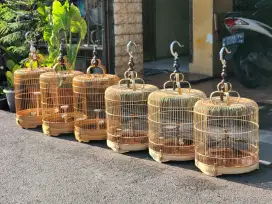 Burung branjangan parva