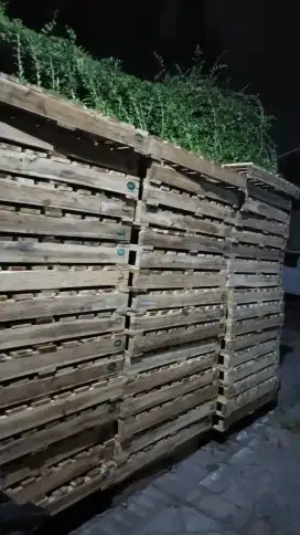 Pallet kayu kerass