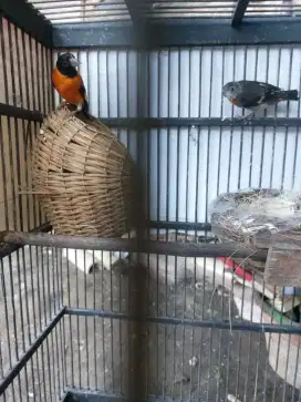 Redsiskin sepasang siap produksi