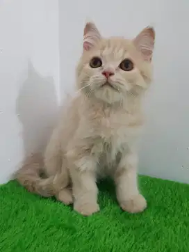 open adopt kitten persia