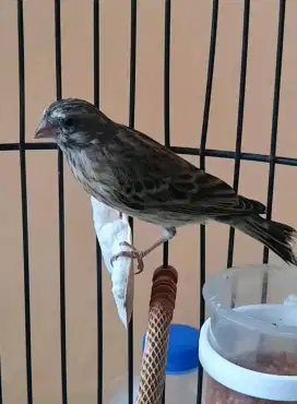 blackthroat jantan mulus