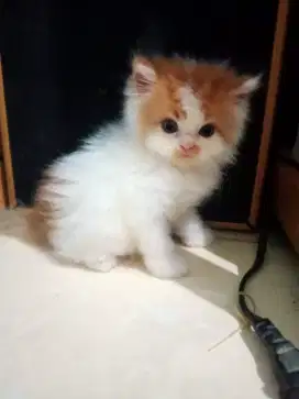 Jual kucing Persia