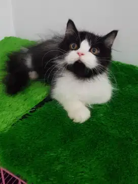 open adopt kitten persia