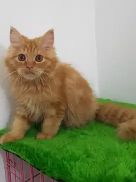 open adopt kitten persia oyen