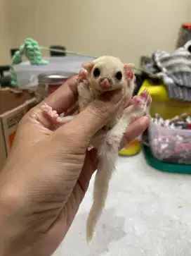 Sugar glider leu