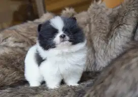 Super mini pom jantan cakep