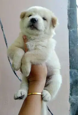 Kintamani mix golden jantan
