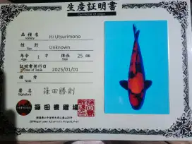 Ikan koi import